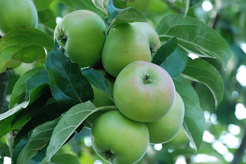 Минсельхоз США прогнозирует снижение производства яблок, винограда и груш в России