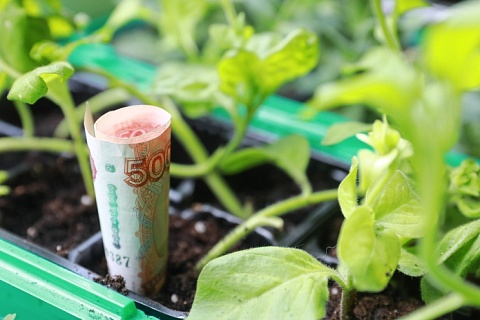 НСА: с 2027 года агрострахование станет обязательным для получения льготных кредитов