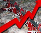 Птицефабрика "Боровская" увеличила квартальную прибыль в 3,7 раза