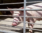 В 2015 году «Талина» нарастит производство свинины до 50 тыс. тонн