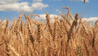 К 12 июля собрано 9,6 млн т зерна