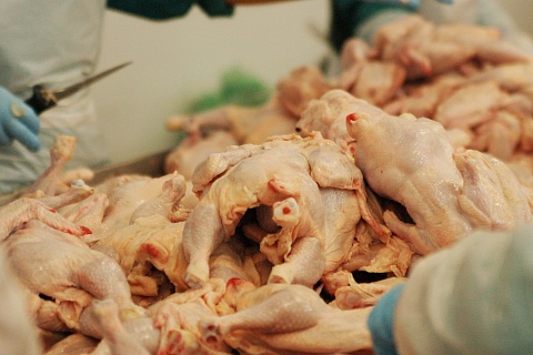 Минсельхоз будет стимулировать компании заключать долгосрочные договоры на поставку курицы
