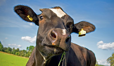 Большая свобода коров может снизить удои