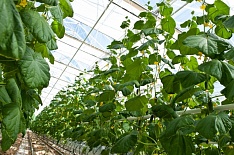 Крупнейший в Сибири тепличный комплекс выставлен на продажу