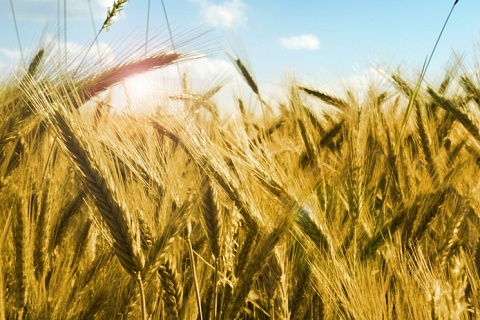 ИКАР: урожай зерна может составить рекордные 138,5 млн тонн