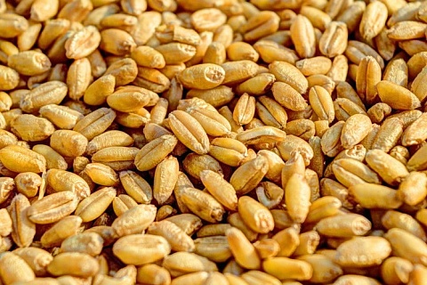 Цены на российскую пшеницу выросли в начале недели