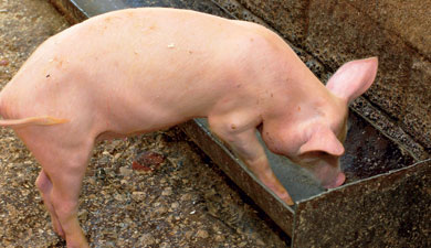 «Экология» откармливает свиней спиртовыми отходами