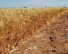 Аграрии застраховали урожай на 72,1 млрд рублей