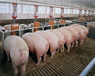 В Ульяновской области построят крупный свинокомплекс
