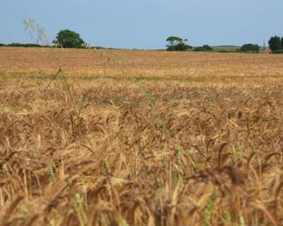 Майский фьючерс на пшеницу за прошедшую неделю вырос на 4,7%