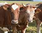 Молочные компании США уничтожили 500 тыс. коров для поддержания цен