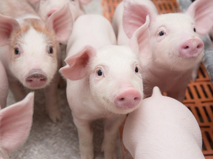Экспансия на Запад. «Сибагро» расширил свиноводческий бизнес за счет покупки активов «Промагро»