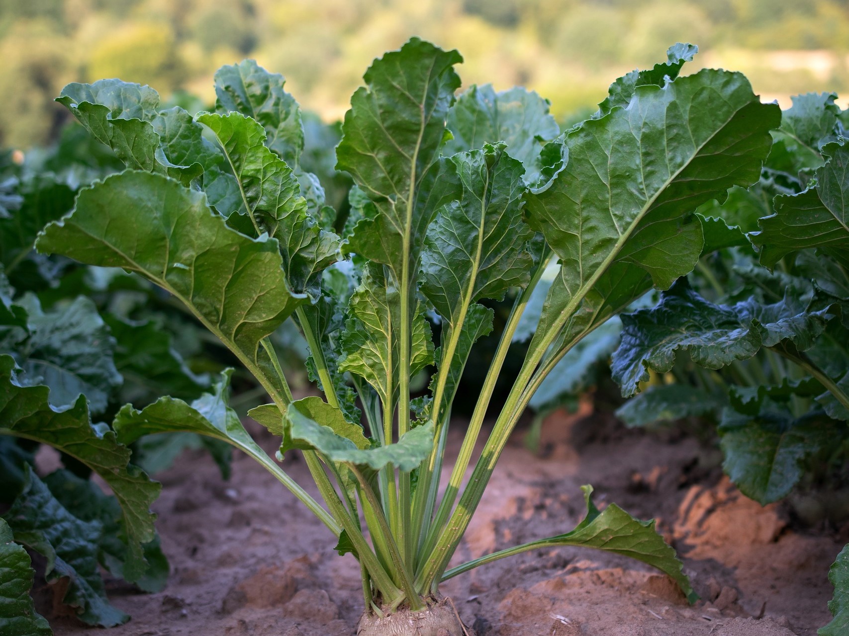 Уборка сахарной свеклы в России практически завершена