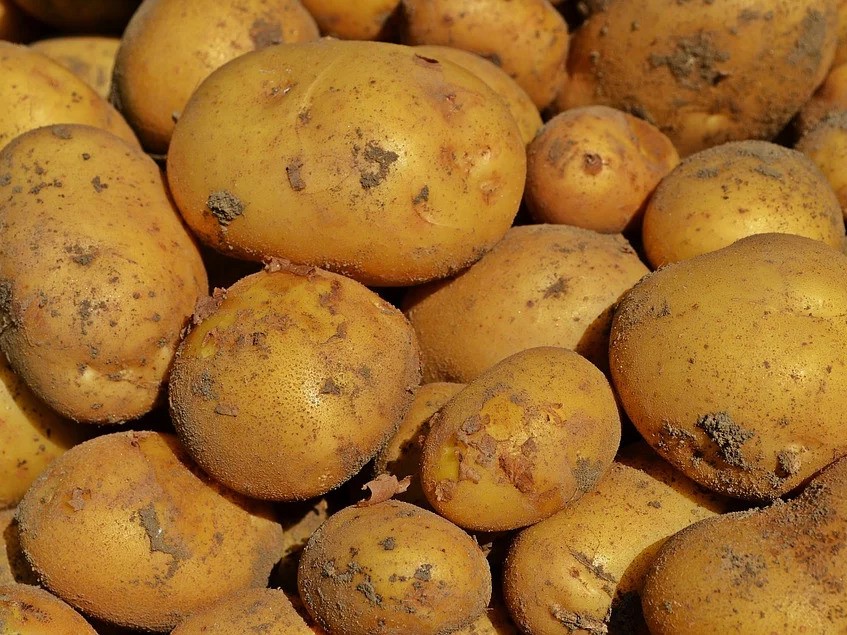 Отраслевой союз предложил повысить импортные пошлины на картофель