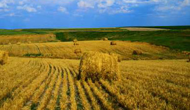 34 района Башкирии выполнили план по заготовке сена