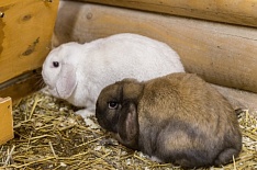 К 2022 году производство крольчатины вырастет в шесть раз