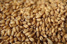 Запасы пшеницы у аграриев сократились на 31%