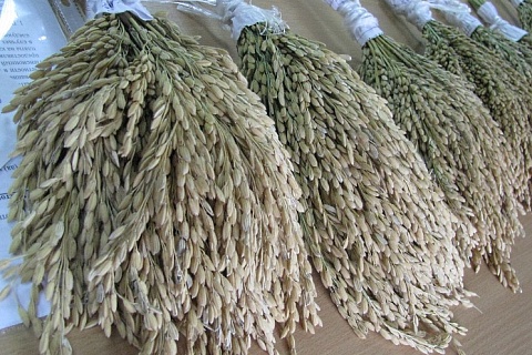 В этом году урожай риса на Кубани может сократиться на четверть