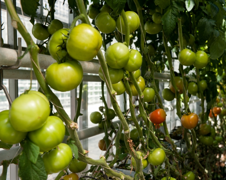 Вызовы для тепличной отрасли‌