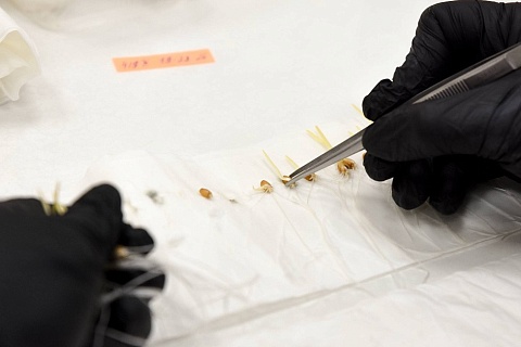 «АгроТерра» запустила семенной завод в Курской области