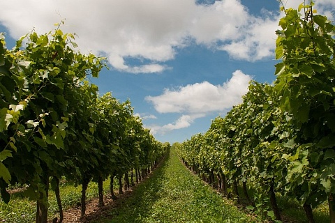 Долю винодельческой фирмы «Ордо» на Кубани приобрела совладелица «Океанрыбфлота»