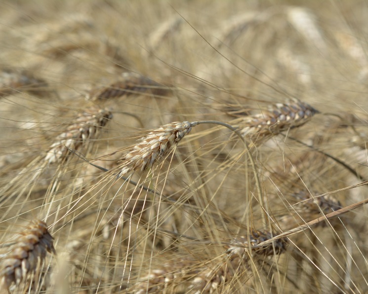 Минсельхоз подтвердил повышение прогноза по урожаю зерновых до 130 млн тонн