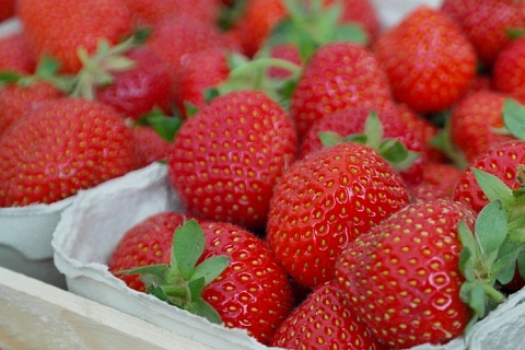 Производители ягод теряют урожай