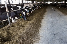 «Продимекс» закрывает молочные фермы в Воронежской области
