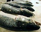 Приморье удвоит площади для выращивания морепродуктов
