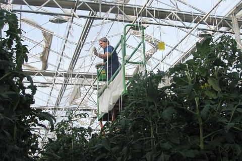 Тепличный комплекс в Курской области возобновил работу