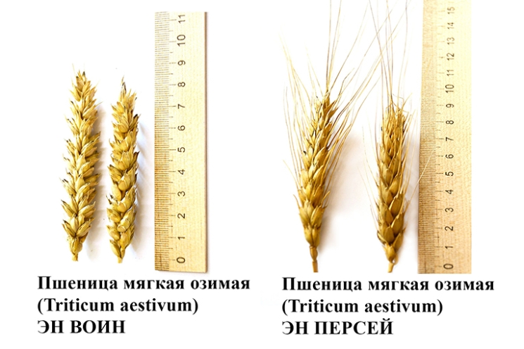 Сорта «ЭкоНивы» внесены в Реестр селекционных достижений