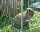 В каждом районе Пензенской области будут кролиководческие фермы