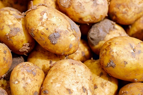 Урожай картофеля будет выше прошлогоднего