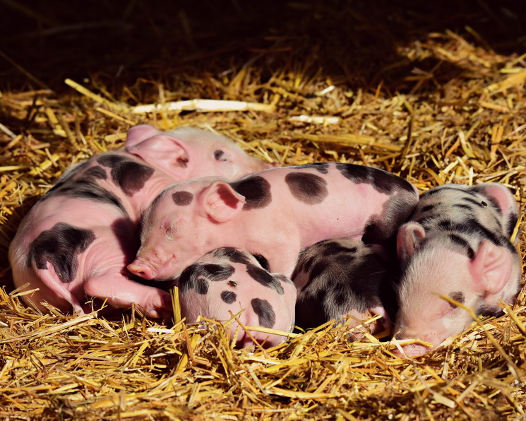 Альтернатива антибиотикам успешно прошла второй раунд испытаний на свиньях