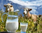 Производство молока за три месяца выросло на 0,9%