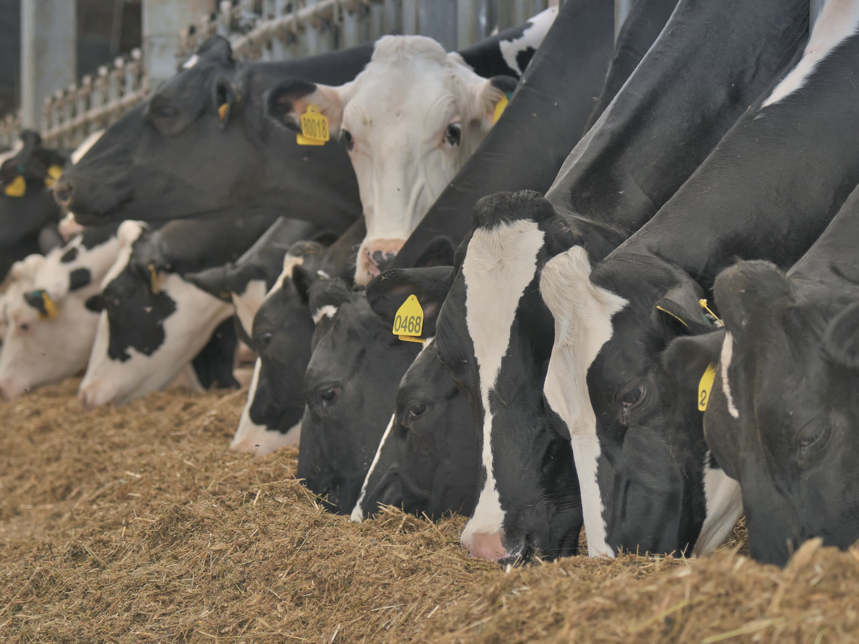 «Комос Групп» увеличит производство комбикормов