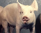 На глубокую переработку свинины за 3 года выделят по 6 млрд руб.