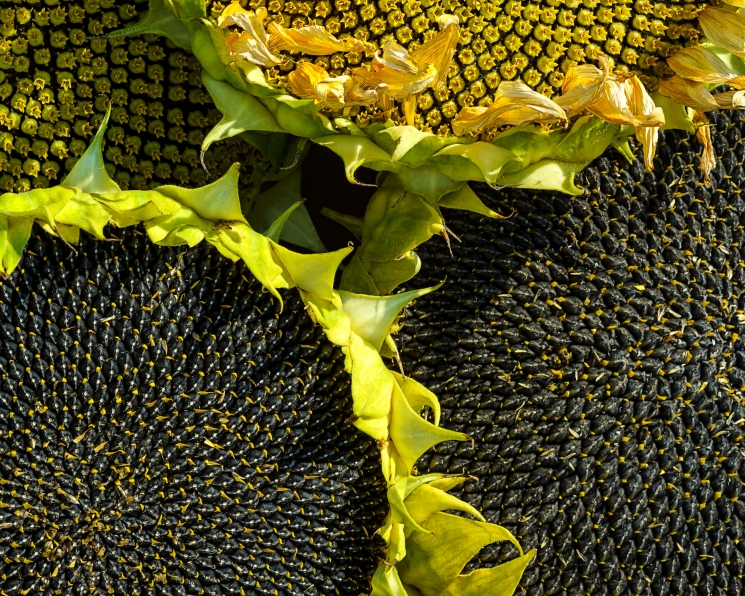 Урожай основных масличных превысит 32 млн тонн