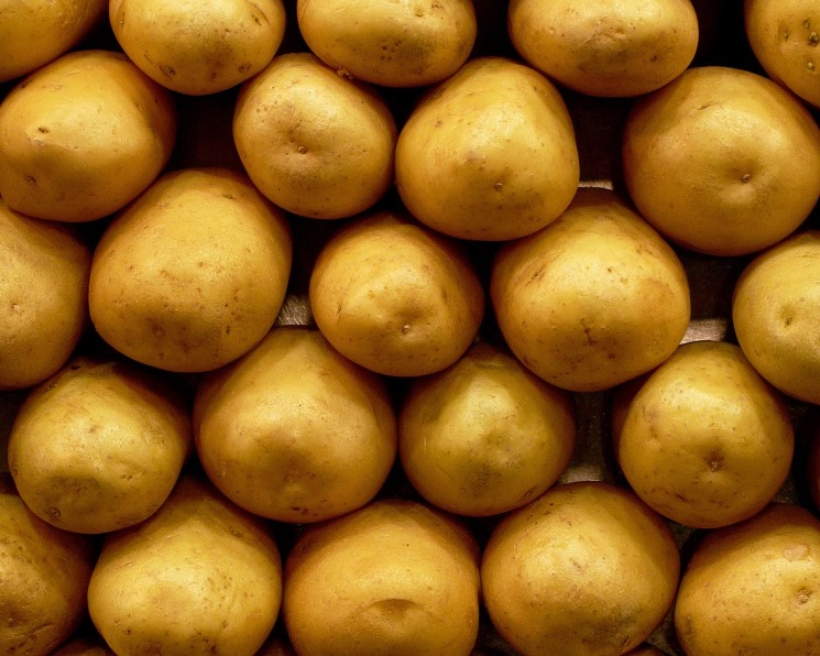 Европейский семенной картофель может подорожать на 15% – Агроинвестор