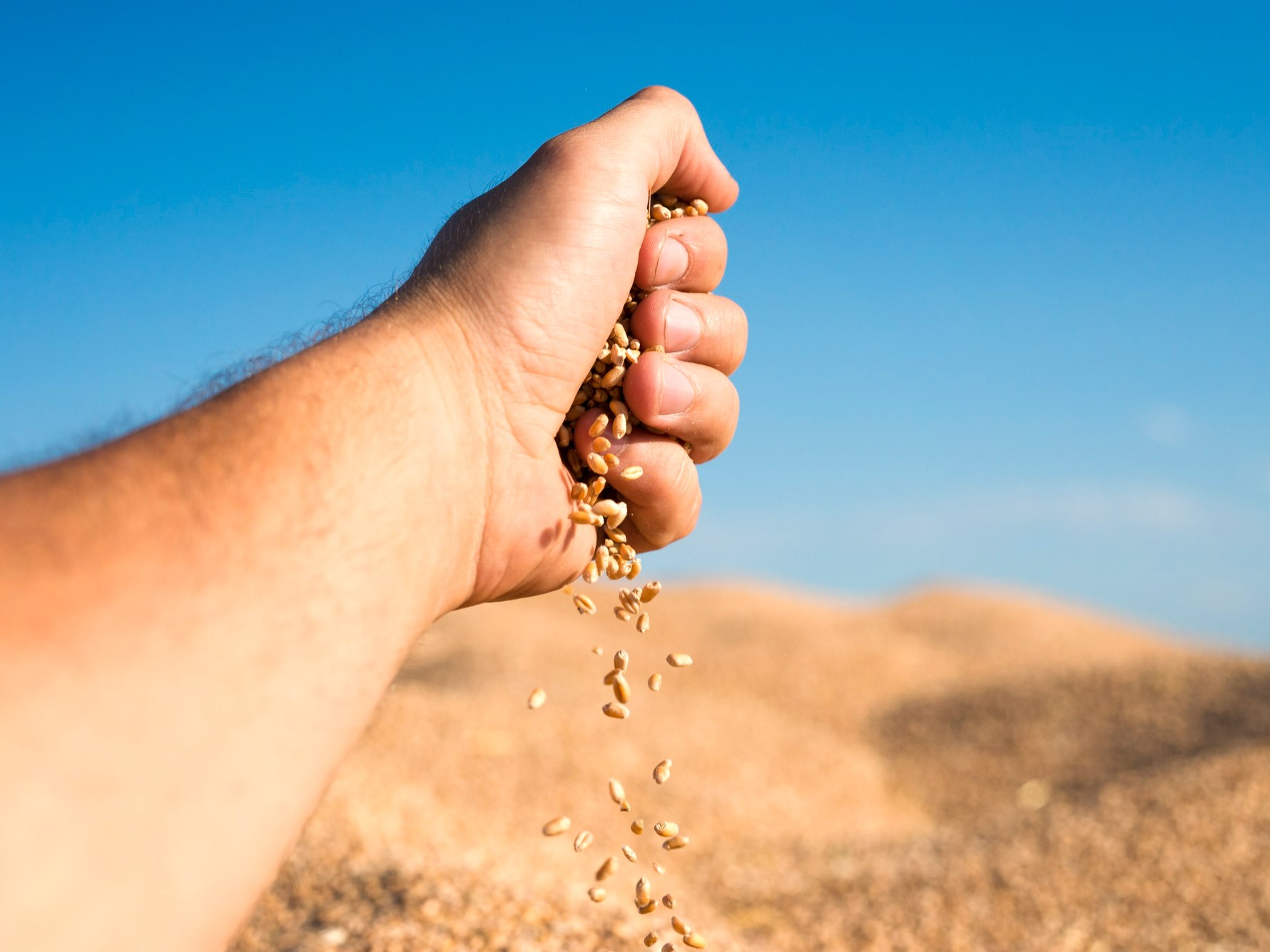 Россельхозцентр: около 50% пшеницы соответствует 4-му классу