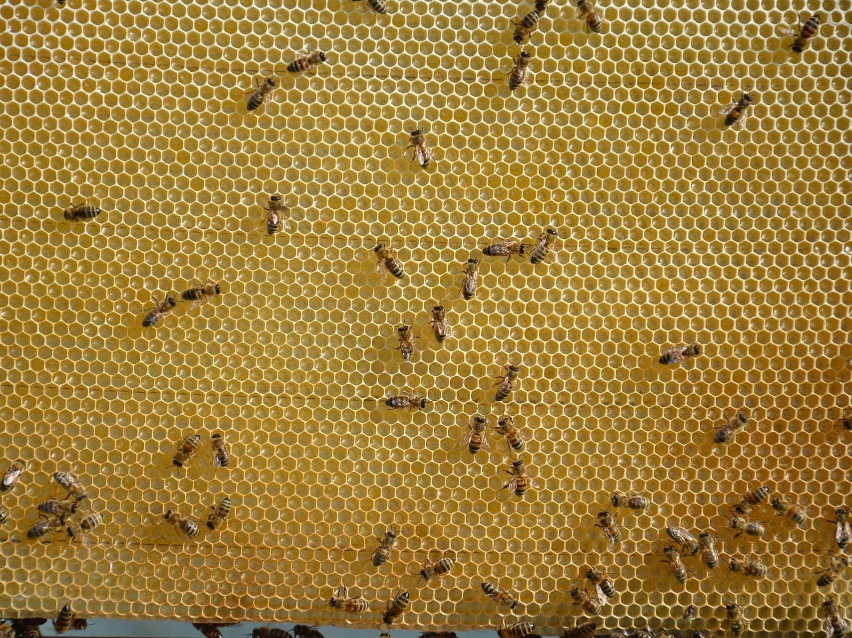 Производство меда ожидается примерно на уровне прошлого года