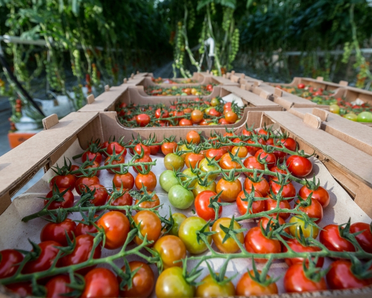 «Горкунов» запустил крупнейшее в Крыму производство томатов — комбинат «Белогорский»