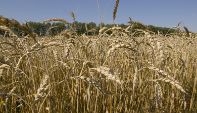 В январе-феврале Россия экспортировала 2 млн т пшеницы