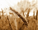 Экспортная цена на мягкую пшеницу за неделю упала на 10 долларов
