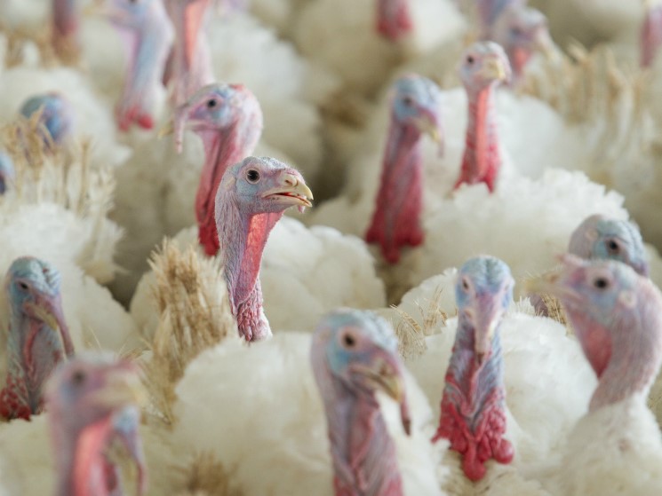 Производство индейки в этом году продолжит расти 