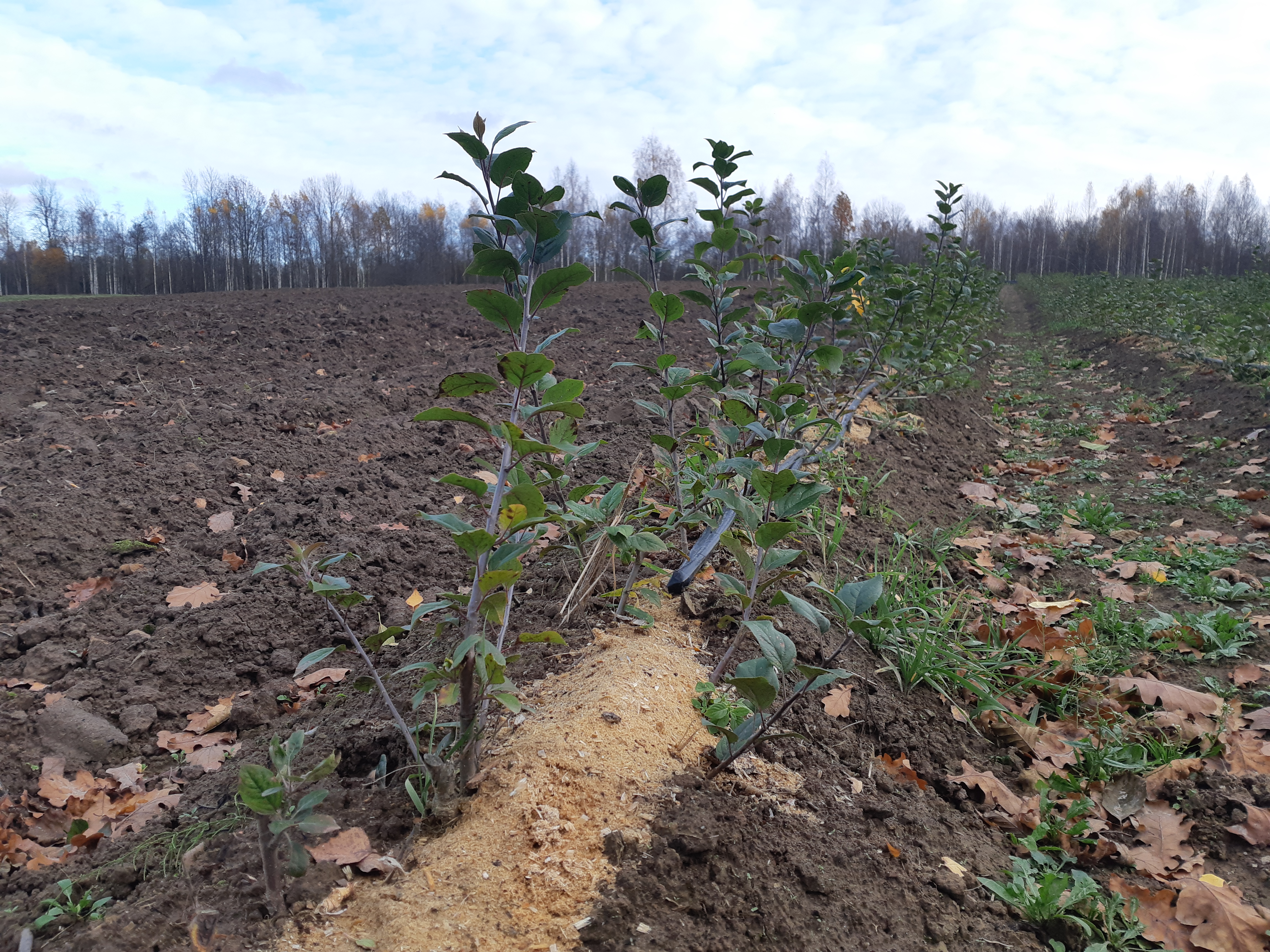 «Брянский сад» выводит новые сорта яблок