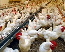 Минсельхоз озвучил прогноз по экспорту мяса птицы на 2014 год
