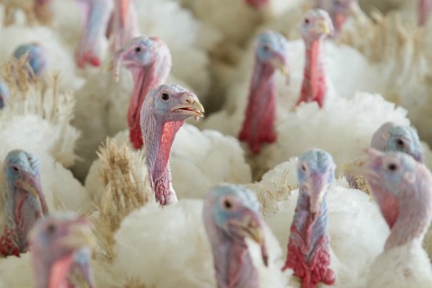 Производство индейки в этом году продолжит расти
