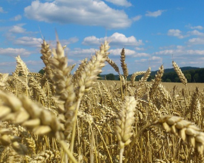 7 июля в Московской области «Агрохолдинг-Истра» проводит «День поля»