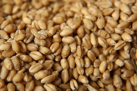 РЗС: урожай зерна может достигнуть 140 млн тонн